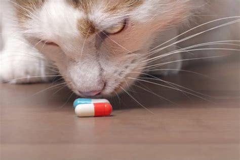 Magicao kitty lar pills